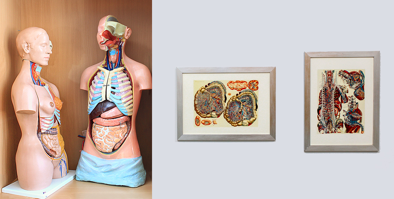 Anatomical models